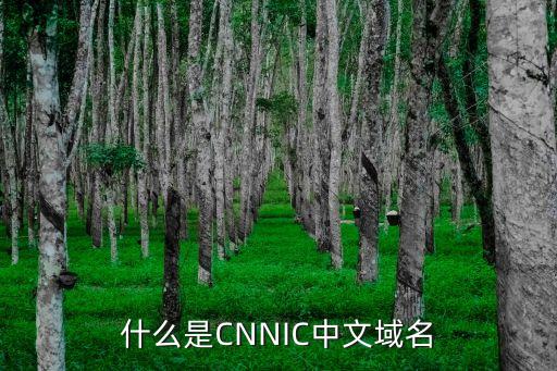 什么是CNNIC中文域名