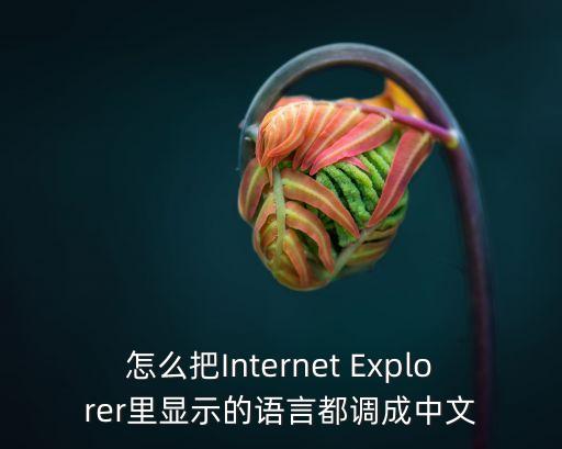 怎么把Internet Explorer里显示的语言都调成中文