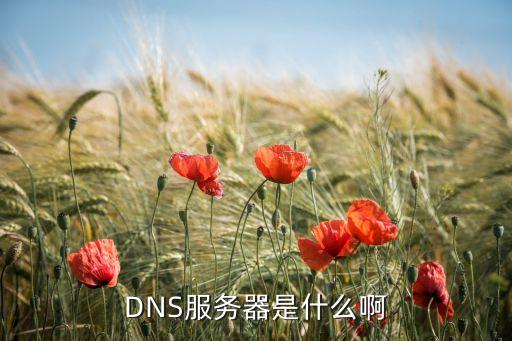DNS服务器是什么啊